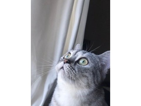 Dişi british shorthair kedime eş aramaktayım