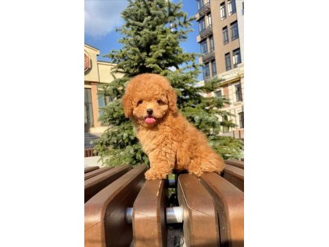 Toy poodle prenses