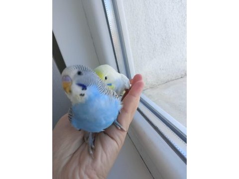 Cins yavru muhabbet kuşu