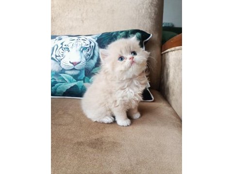 British longhair golden erkekler