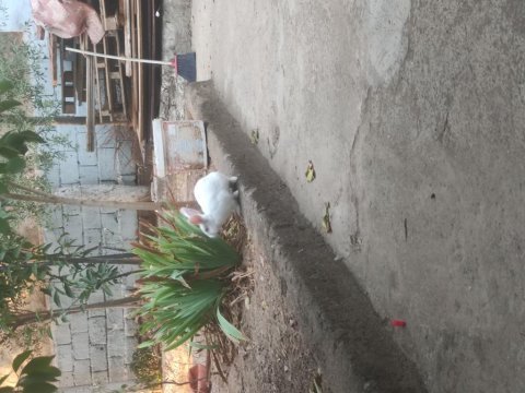 Tavşanlar