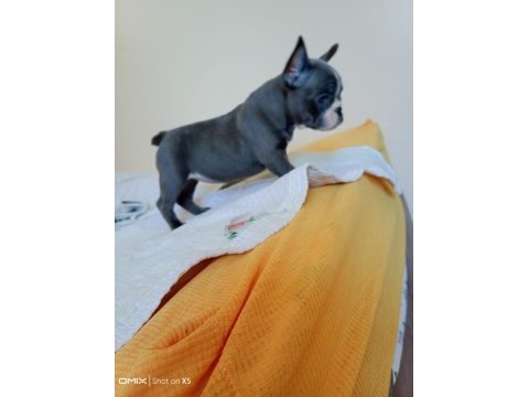 A kalite french bulldog yavrular