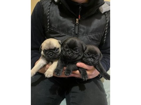 Pug (rıfkı) bebekler