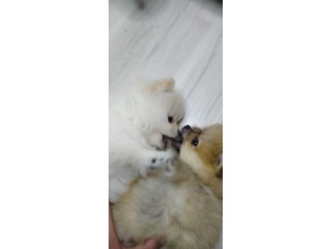 Minik pomeranian yavrularımız yeni yuvasını arıyorlar