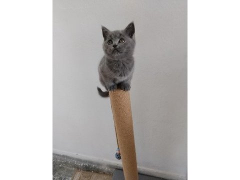 British shorthair 2 aylık
