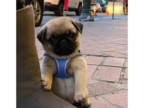 Pug mops 55 65 günlük erkek dişi yavrular