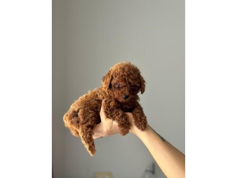 Kore yavrusu a kalite teacup red brown toy poodle yavrular