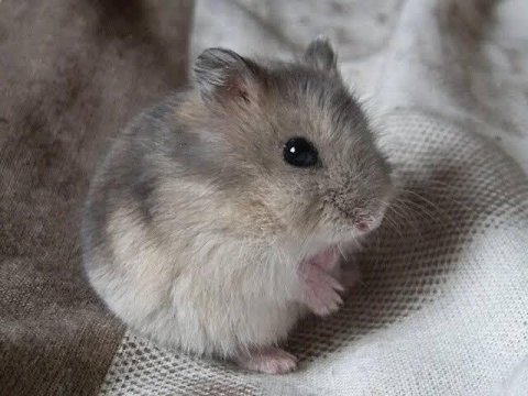 Fırından taze çıkan gonzales hamster yavruları