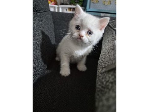 Dişi erkek minnoş kediler kum eğitimli
