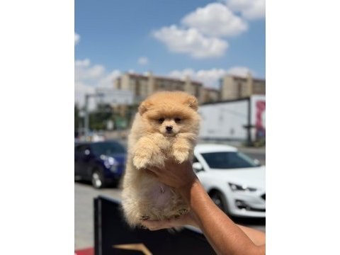 Ankaranın en seçkin pomeranian boo yavruları