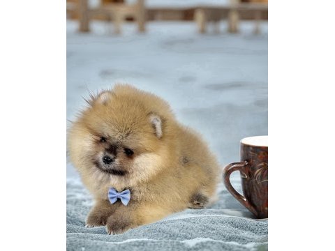 Üst segment pomeranian boo ayı surat erkek yavrumuz antalya