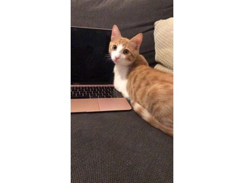 Sevecen minnoş bir kediyi ücretsiz sahiplenin