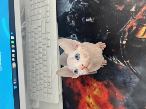 Sfenks 1.5 aylık erkek kedimiz