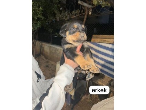 A kalite rottweiler bebeklerimiz