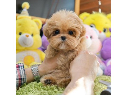 Seker kivaminda cok ozel toy poodle bebeklerimiz