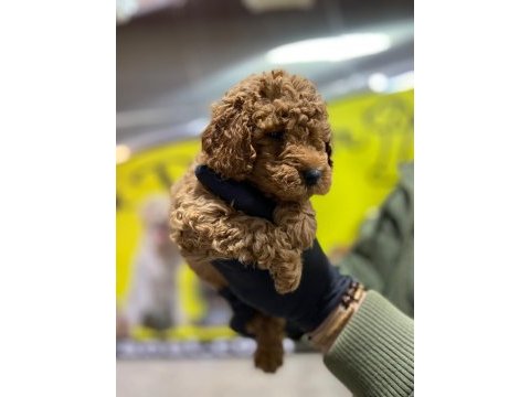 Toy poodle dünyası