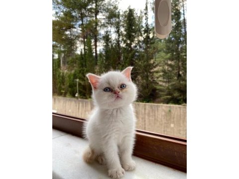 British shorthair red point