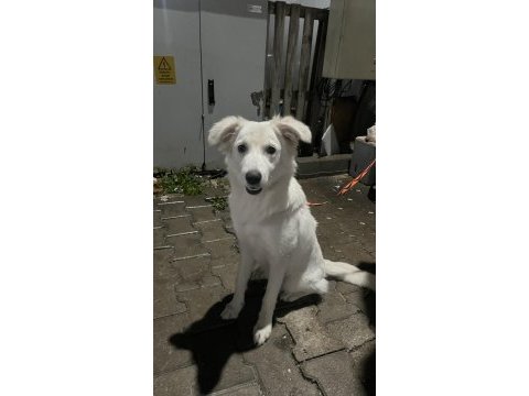 Acil yuva köpeğimize