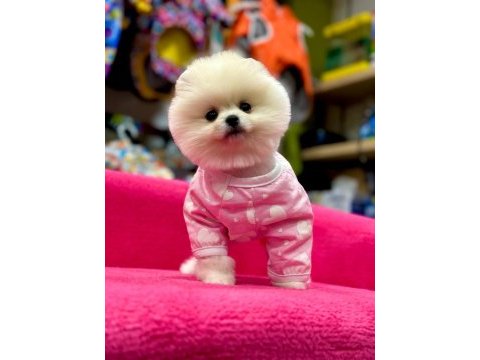 Pomeranian boo