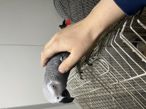 Üst düzey evcil jako papağanı