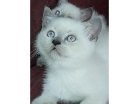 Blue point ve scottish fold yavrular 7 tane