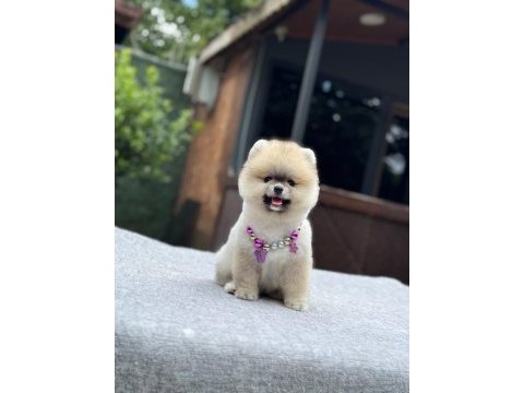Yavru pomeranian boo köpeklerimiz