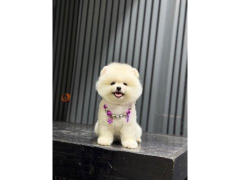Show kalite pomeranian boo köpekler
