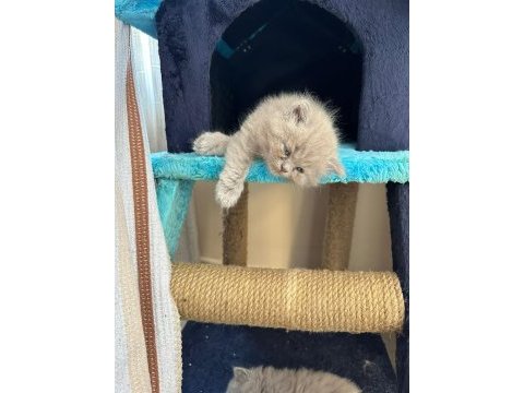 British shorthair 2.5 aylık