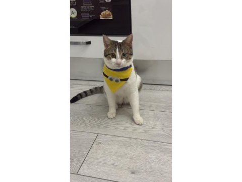 Kedime koruyucu yuva arıyorum
