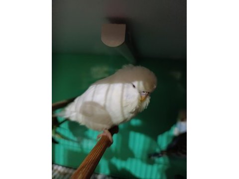 Jumbo kırmızı göz muhabbet kuşu yavru