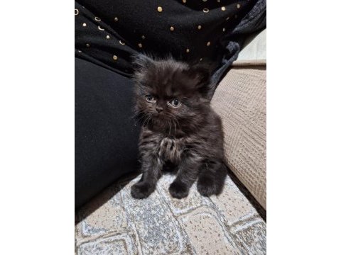 4 tane chinchilla 1 siyah 2 red point 1 turunculu beyazlı