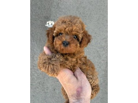 Sağlık ve ırk garantili kore poodle