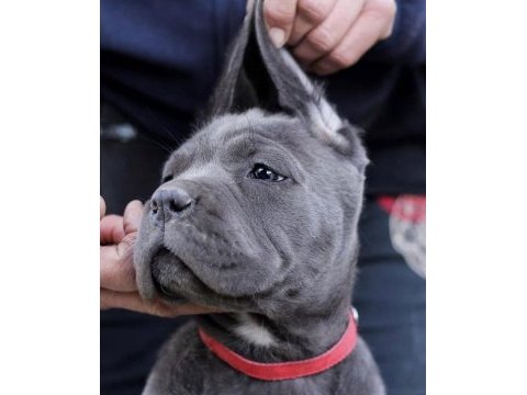 Sağlık ve ırk garantili cane corso yavru