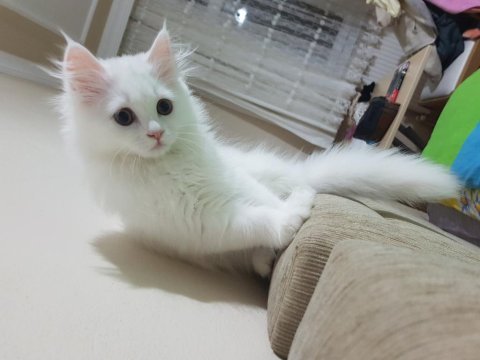 Beyaz uzun tüylü ankara kedisi