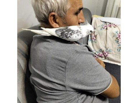 9 aylık erkek sultan papağanı