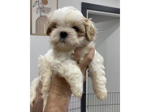 Yavru shih tzu larım 