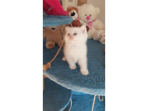 Daha iyisi şimdilik yok british shorthair