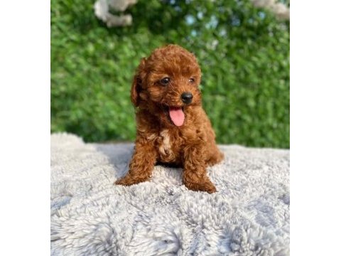 Poodle bebekleri