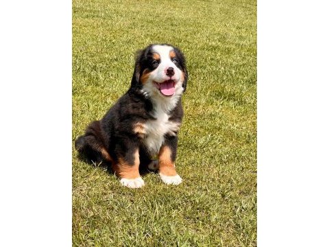 Bernese yavruları sağlık ve ırk garantili