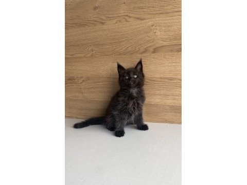 Değerini bilene özel xxl maıne coon bebeğim 