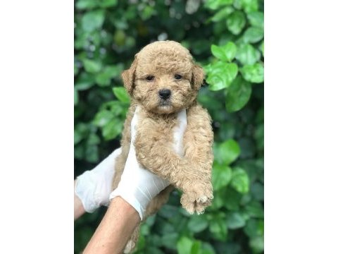 Poodle ayarında maltipoo bebekler