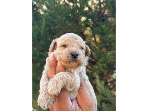 Maltipoo kucuk yakısıklılar