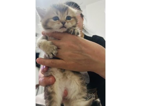 British shorthair yavrular