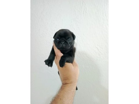 Pug mobs bebekler