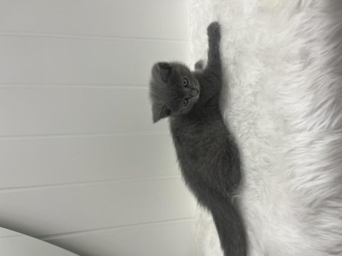 British shorthair yavru