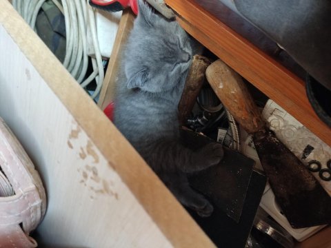 British shorthair oğlumuza yuva arıyoruz
