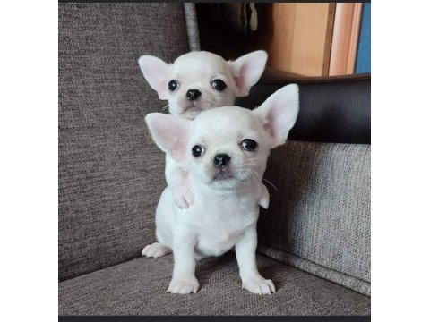 Teacup kar beyaz chihuahua bebekleri geldi