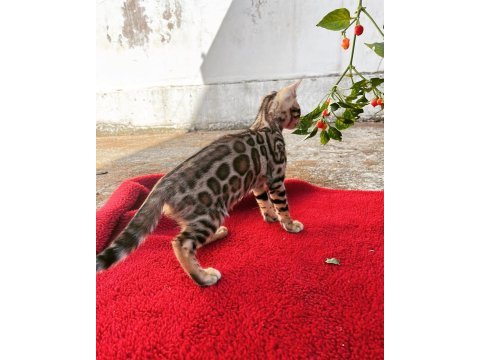 Show class bengal kedisi bebekler