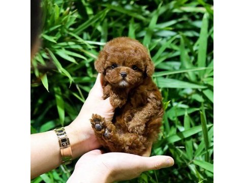 A kalite toy poodle bebeklerim istanbulda