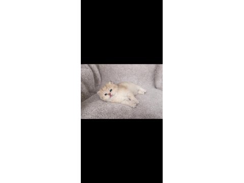 Saf kan full şecereli british shorthair
